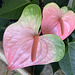 landscaping detail - Kahala Hotel