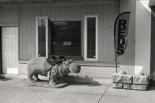 The Hippopotamus In Front Of The Gun Store