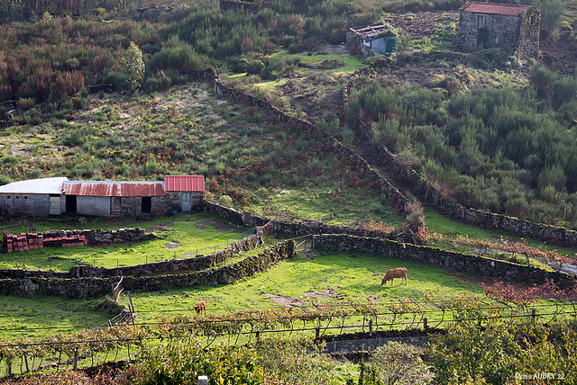 Montesinho