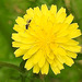 20230622 1065CPw [D~LIP] Kleinköpfiger Pippau (Crepis capillaris), Insekt, Bad Salzuflen