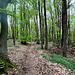 Im Wald bei Heppingen