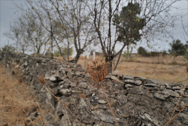 Daucus carota, HFF IS NOW CLOSED, SEE YOU NEXT FRIDAY!