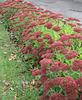 ** Les sedum **