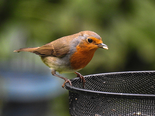 20170923 2940CPw [D~LIP] Rotkehlchen (Erithacus rubecula), Bad Salzuflen