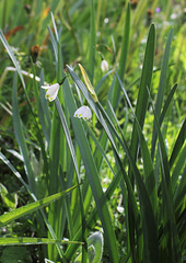 Nivéole de printemps- Leucojum vernum