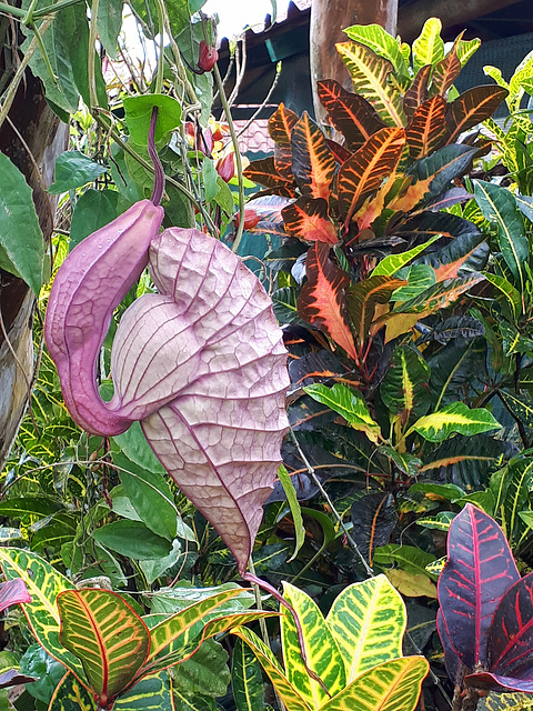 Pelican Flower