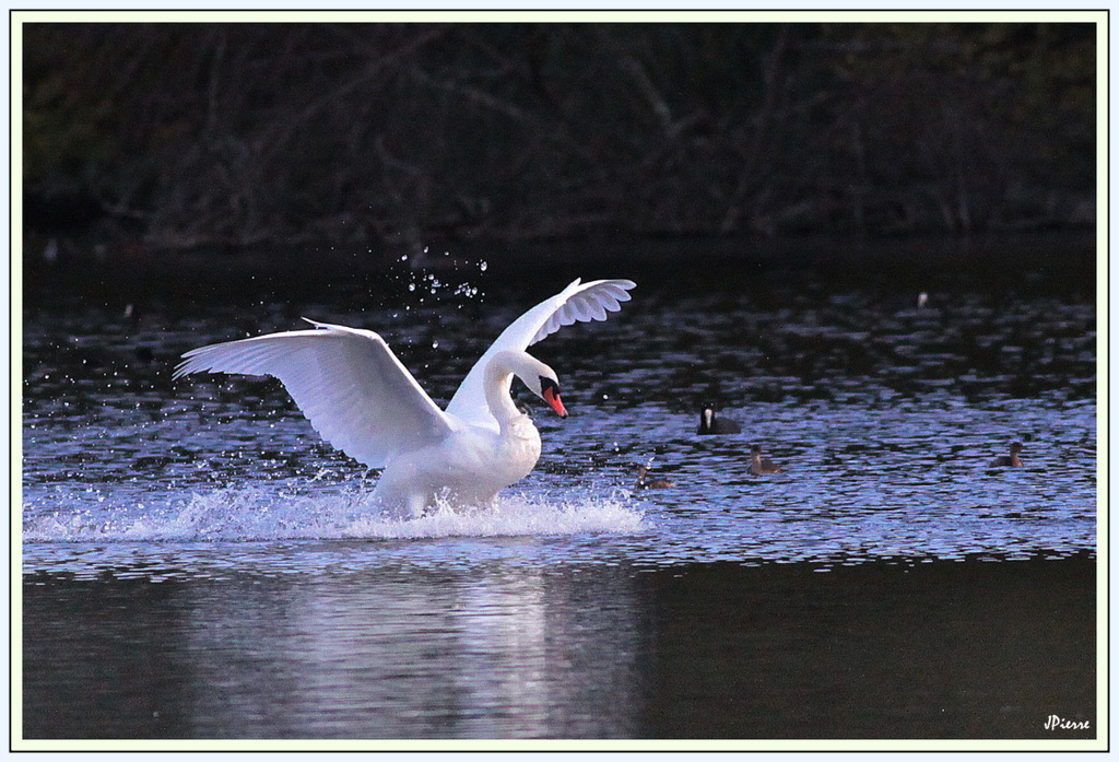 ...D'un " hydrecygne"