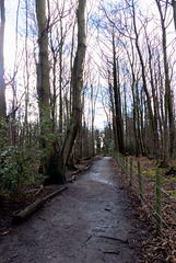 Woodland path (2)