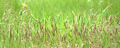 Grasses 4