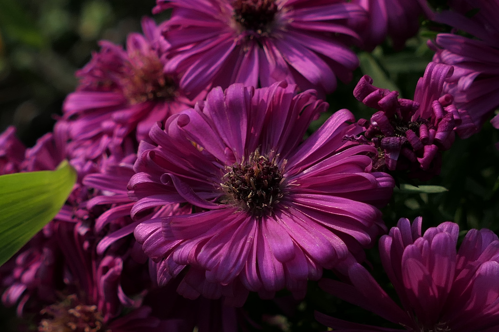 Blume