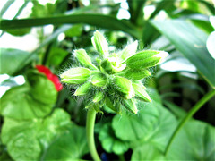 The hairy buds of a new geranium flower