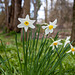Daffodils by the River Almond