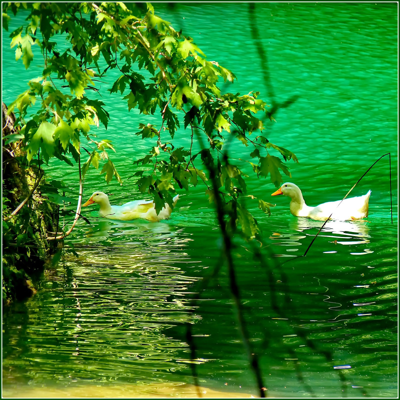 Kursunlu lake : le papere pascolano nel verde del laghetto