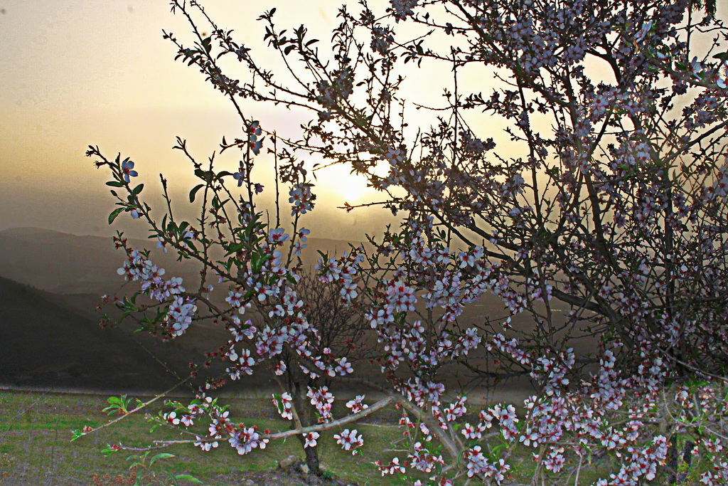 couchant fleurs amandes