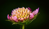 Die Acker Witwenblume in verschiedenen Stadien am Erblühen  :))  The Knautia arvensis in various stages of flowering :))  Le Knautia arvensis à différents stades de floraison :))