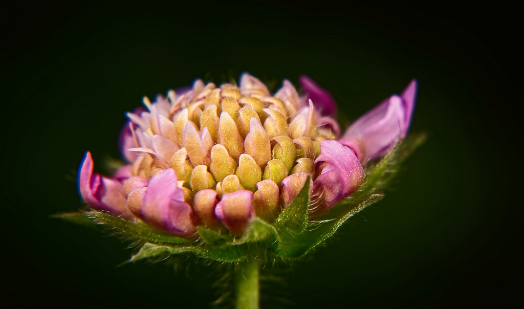 Die Acker Witwenblume in verschiedenen Stadien am Erblühen  :))  The Knautia arvensis in various stages of flowering :))  Le Knautia arvensis à différents stades de floraison :))