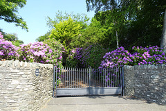 Rhododendrons In Rhu