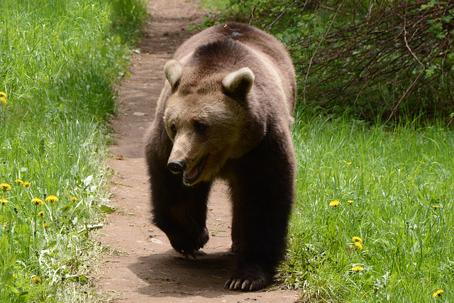 Bulgaria, One of the Inhabitants of the Belitsa Bear Sanctuary