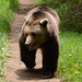 Bulgaria, One of the Inhabitants of the Belitsa Bear Sanctuary