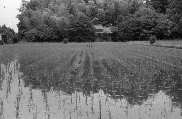 Home next to rice paddy