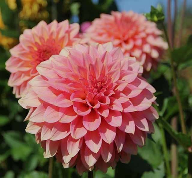 Dahlias en bouquet