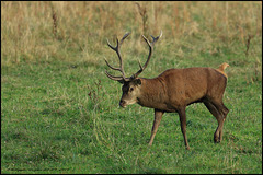 CERF A CHAMBORD