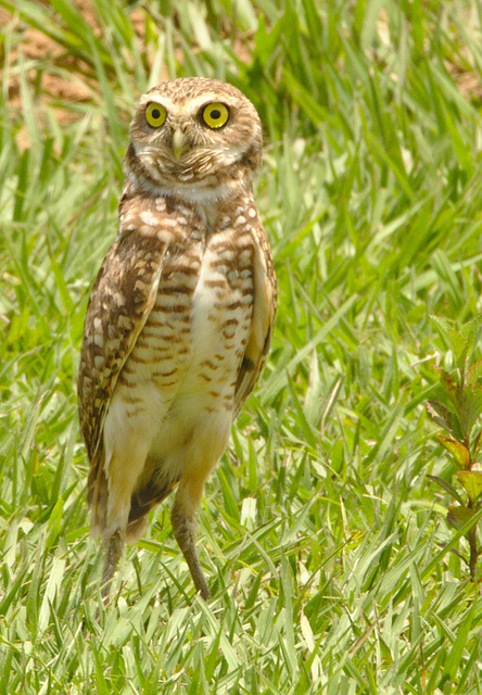 IMG 9988-1owl