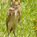 IMG 9988-1owl