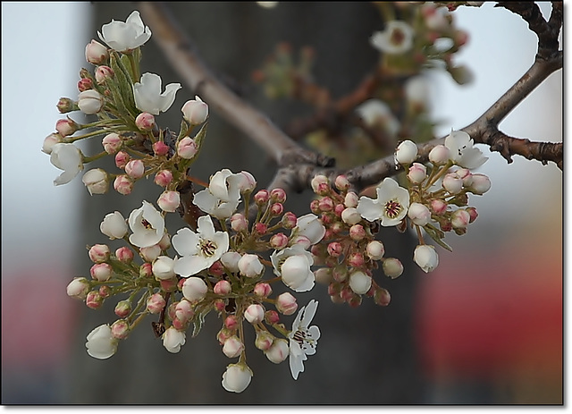 Celebration of Spring