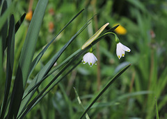 Nivéole de printemps- Leucojum vernum