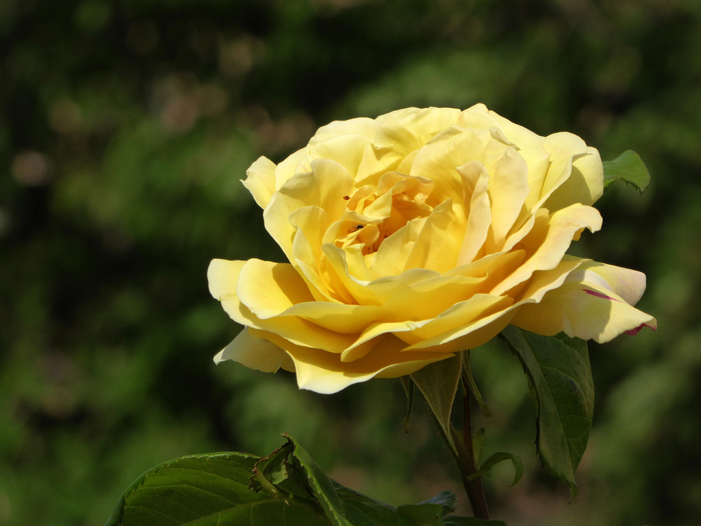 Yellow rose