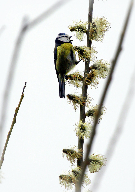 Mésange bleue