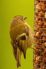 If anyone tells you a Goldcrest is exclusively an insectivore...