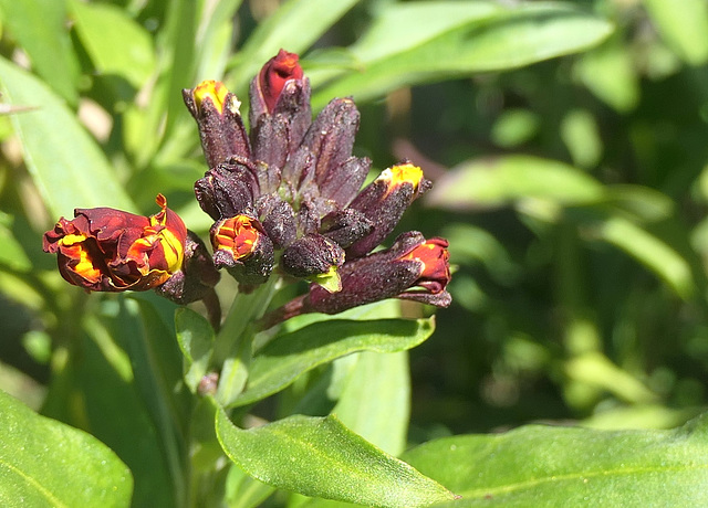 Couleurs et parfum au jardin