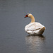 Swan