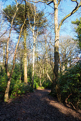 Woodland path (3)