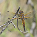 Four-spotted Skimmer