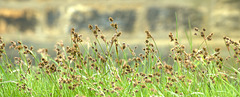 Grasses 3