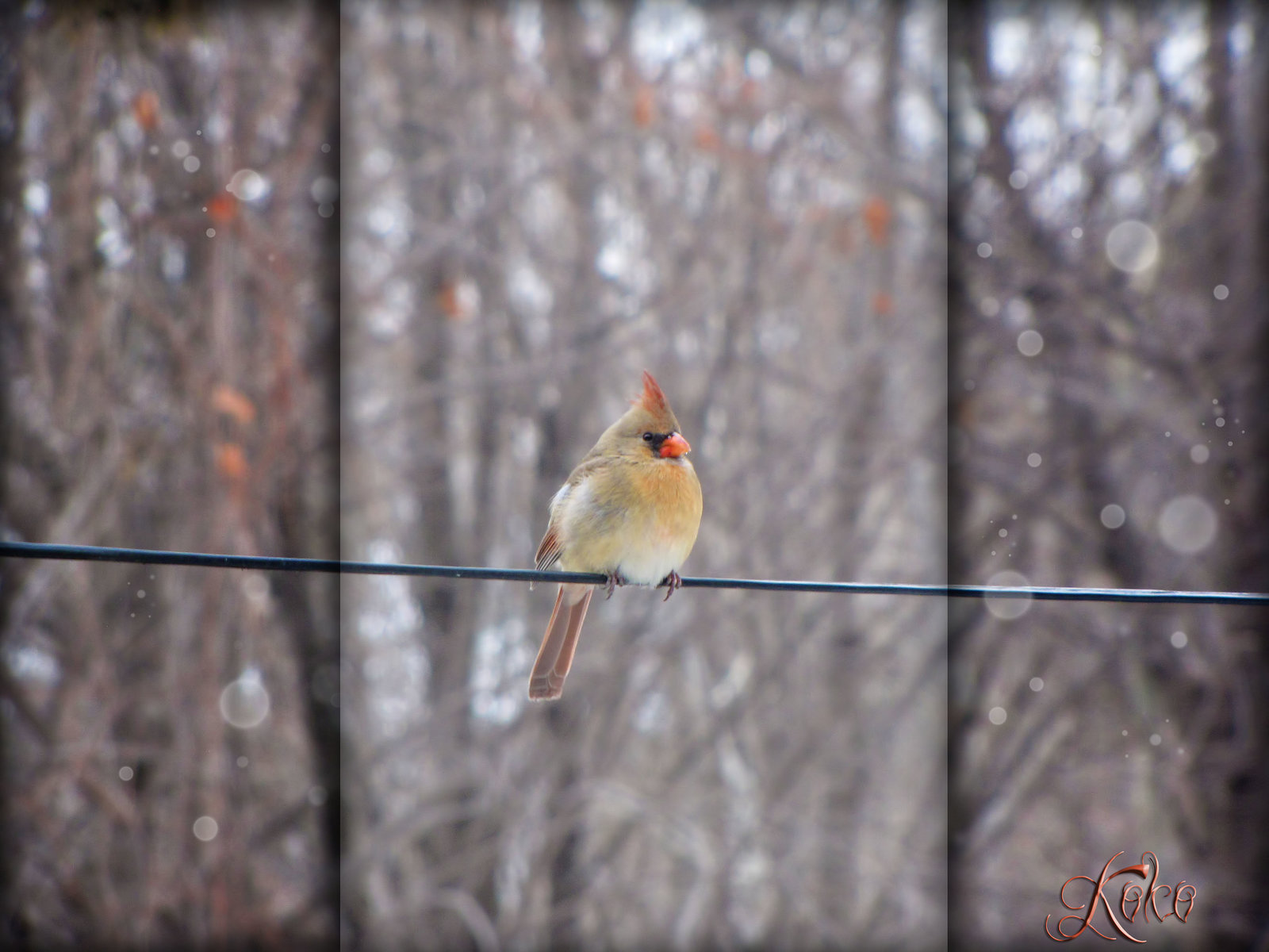 Mrs Cardinal