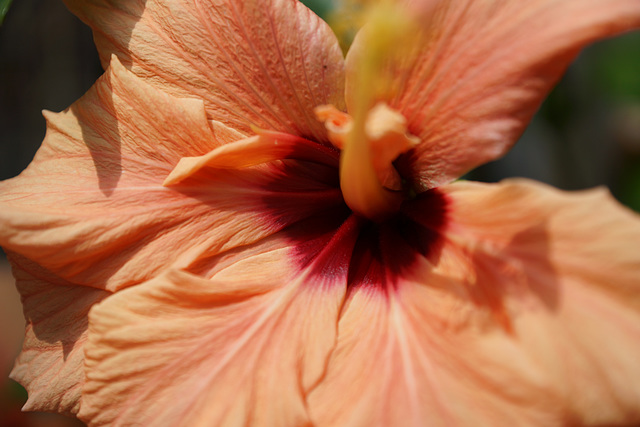 Hibiskus 022