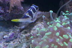 Canthigaster à selle (Canthigaster valentini) (Pacifique sud, mer Rouge, océan indien)