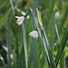 Nivéole de printemps- Leucojum vernum