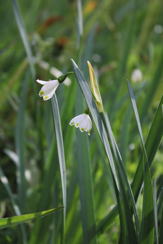 Nivéole de printemps- Leucojum vernum