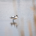 Avocet