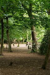 Woodland path (4)