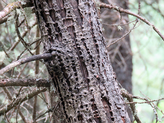 Sapsucker holes