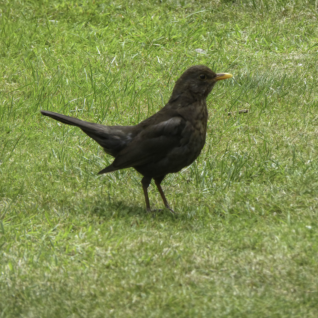 Blackbird Hen