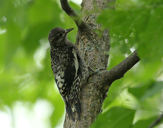 jeune pic maculé / young yellow-bellied sapsucker