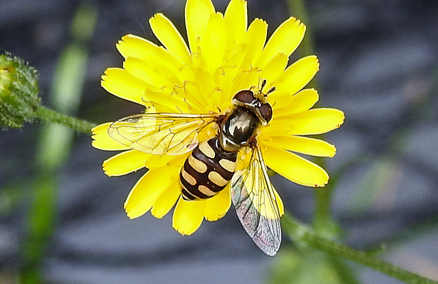 20230622 1070CPw [D~LIP] Kleinköpfiger Pippau (Crepis capillaris), Feldschwebfliege (Metasyrphus corollae) [w], Bad Salzuflen