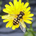 20230622 1070CPw [D~LIP] Kleinköpfiger Pippau (Crepis capillaris), Feldschwebfliege (Metasyrphus corollae) [w], Bad Salzuflen